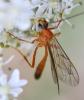 Netelia sp.